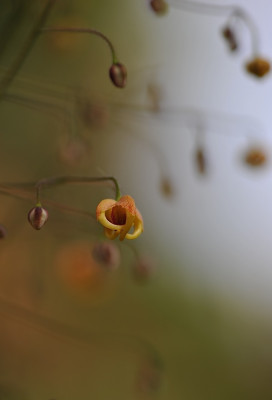 E._Amber_Queen_.jpg