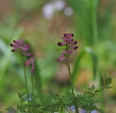 Corydalis_buschii.jpg
