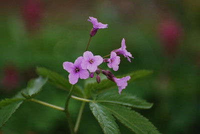 cardamine_hm1.jpg