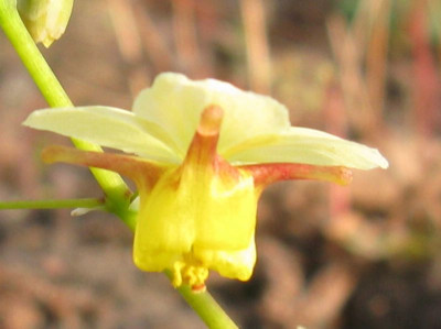 Epimedium_pinnatum_subsp_colchicum_3_800x600.jpg