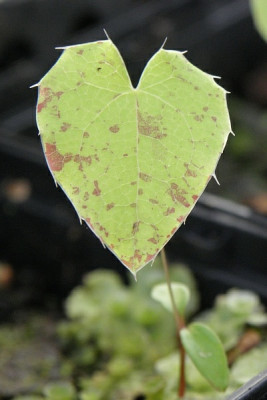 E.wush.Caramel_seedling_78k.jpg