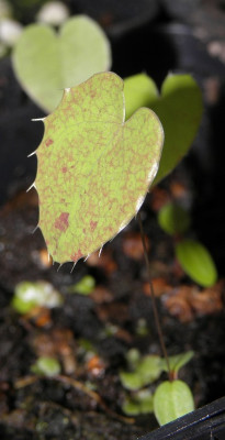 Epimedium_seedling_76k.jpg