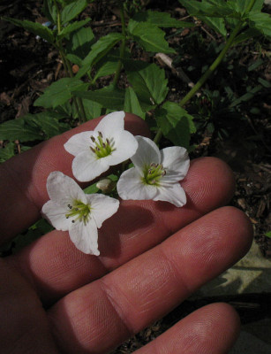 Cardamine_waldsteinii_kompakte_Variante_Vergleich.jpg