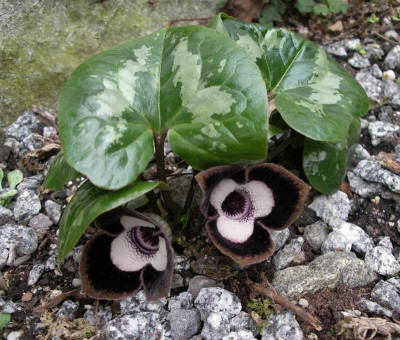 comp_Asarum_maximum_12.04.11.jpg
