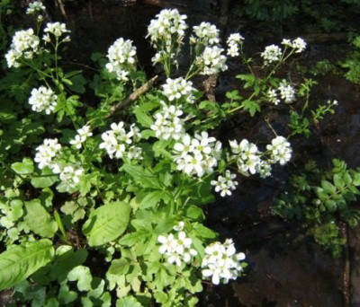 Cardamine_amara_Rogatz.JPG