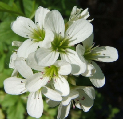 Cardamina_amara_Bluten.JPG