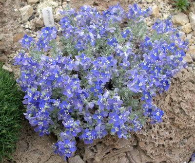 comp_Veronica_bombycina_ssp._bolkardahesis_11.04.11.jpg