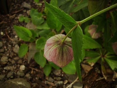2011_seedling_back.jpg