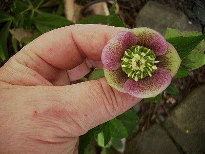 2011_seedling.jpg