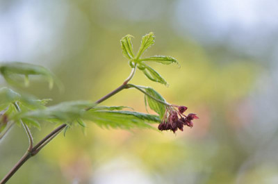 Acer-aconitifolium-Apr1111.jpg