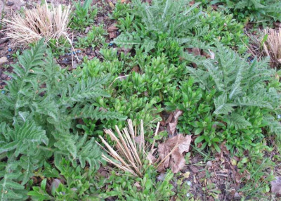Myosotis_Papaver_graeser.jpg