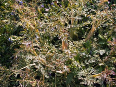 Corydalis_welcher_1003.jpg