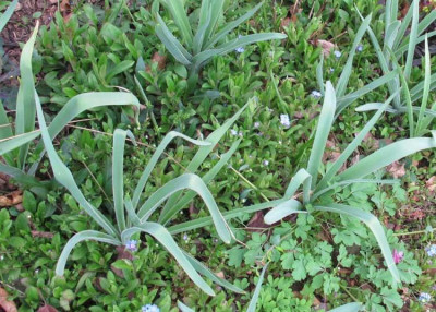 Myosotis_allium.jpg