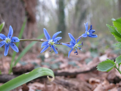 Scilla_amoena_ue.jpg