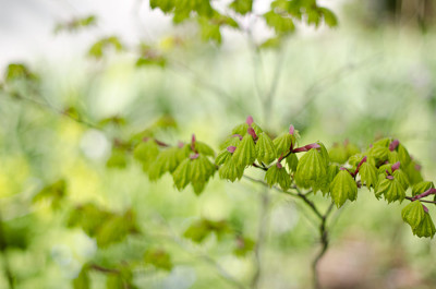 Acer-shirasawanum-Apr1211-2.jpg