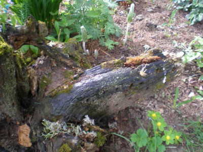 Syneilesis_aconitifolia_2011ea.jpg