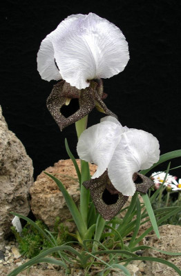 comp_Iris_iberica_ssp._iberica_12.04.11.jpg
