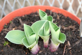 Blue_Mouswe_Ears_IMG_8010.jpg