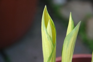 June_IMG_8009.jpg