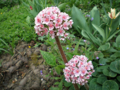 Darmera_peltata_Bluete_2011ea.jpg