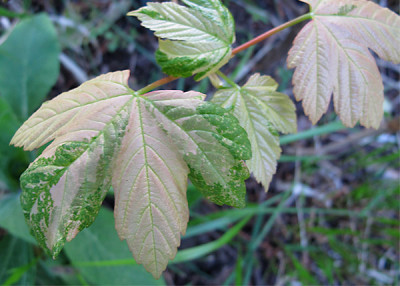 Acer_pseudo_Parkdirektor_Dr.jpg