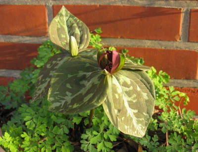 Trillium_cuneatum_800x600.jpg