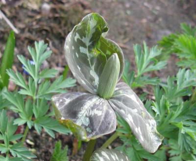 Trillium_sessile_800x600.jpg