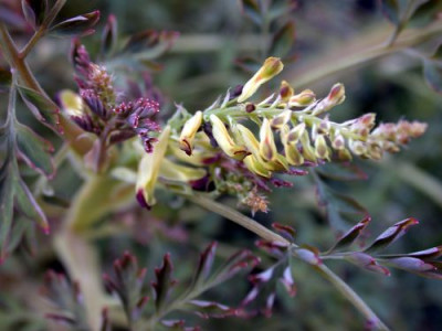 Corydalisblute_welche_1002.jpg