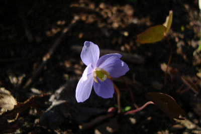 jeffersonia_20110409_zg.jpg