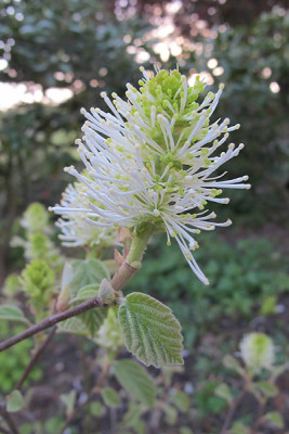 Fothergilla_Windy_City.jpg