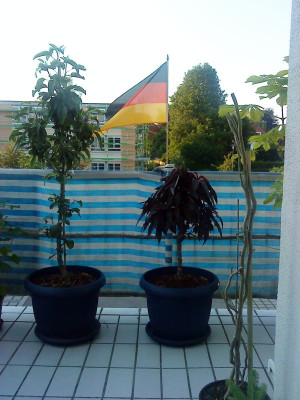 Apfel_und_Pfirsich_mini.jpg