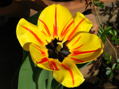 2_tulpe_2011_zg.jpg