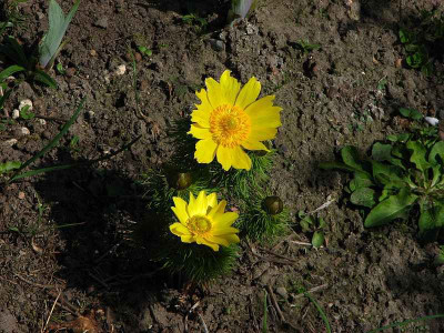 adonis_20110410_zg.jpg