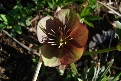 helli_rotbraungruen2011_zg.jpg