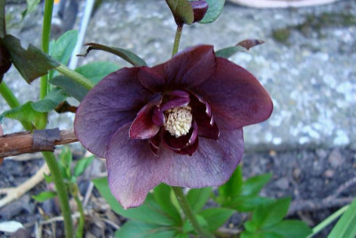 scilla-saemling2011_1_zg.jpg