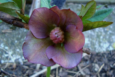 scilla-saemling2011_2_zg.jpg