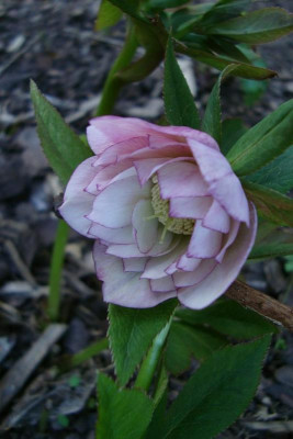 scilla-saemling2011_4a_zg.jpg