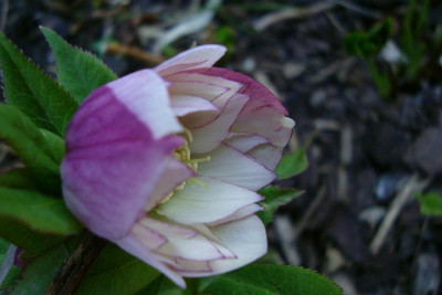 scilla-saemling2011_4b_zg.jpg