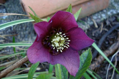 scilla-saemling2011_5_zg.jpg