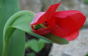 Tulpe_verwachsen.JPG
