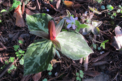 trillium_2_april_2011.jpg
