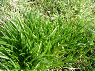 Groenanderung_Bebels_allerletzte_Fotos_bis_Marz_bzw._April_2011_056.jpg