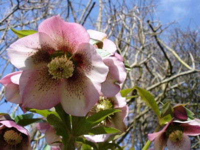 Groenanderung_Bebels_allerletzte_Fotos_bis_Marz_bzw._April_2011_055.jpg