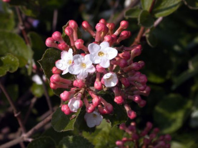 Viburnum_carlesii_1002.jpg