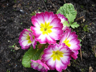 Groenanderung_Bebels_April_2011_040.jpg