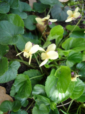 Groenanderung_Drehen_von_Bebels_April_2011_041.jpg