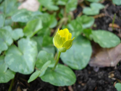 Groenanderung_Bebels_April_2011_001.jpg