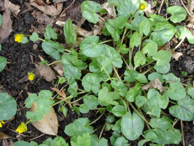 Groenanderung_Bebels_April_2011_007.jpg