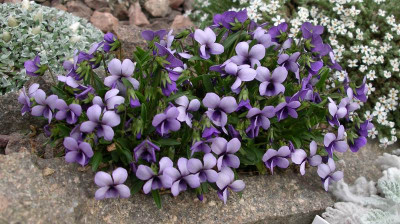 comp_Viola_spathulata_12.04.11.jpg