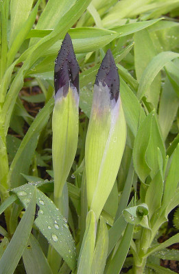 Iris_violett-1.jpg